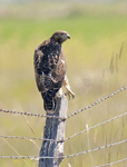 Hawk 4366